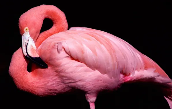 Picture pink, bird, beak, black background, Flamingo