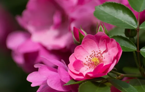 Picture flowers, rose, Bush, flowering