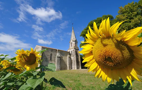 Summer, grass, sunflowers, flowers, nature, old, Church, temple