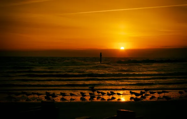 Wave, sunset, seagulls