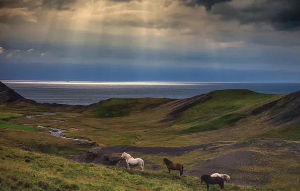 Picture sea, the sky, rays, hills, horses, horse
