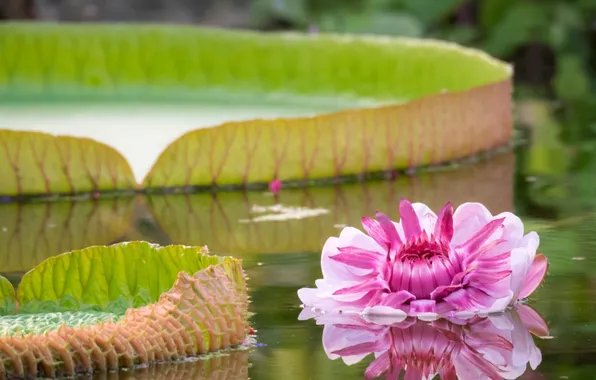 Flowers, nature, leaf, water Lily