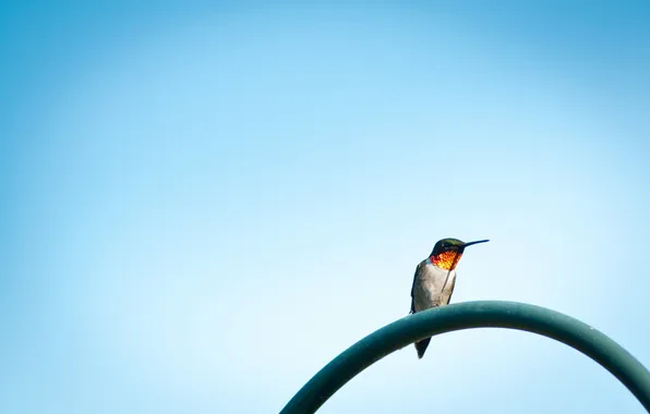 The sky, background, bird