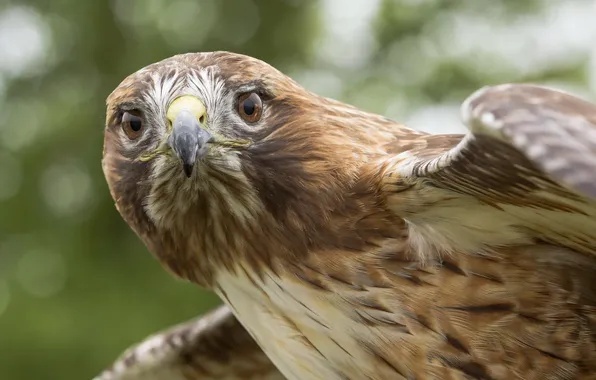 Picture nature, bird, eagle