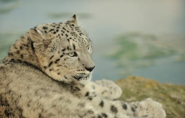 Cat, IRBIS, snow leopard