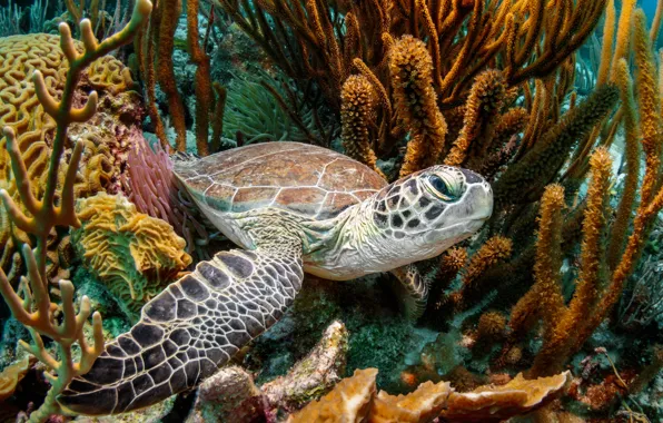Sea, turtle, corals, underwater world, sea turtle, swimming