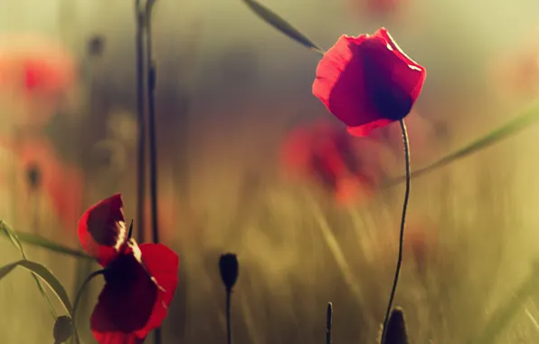 Grass, flowers, Maki, red, field