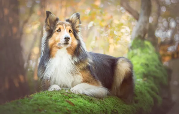 Picture tree, moss, portrait, dog, Collie