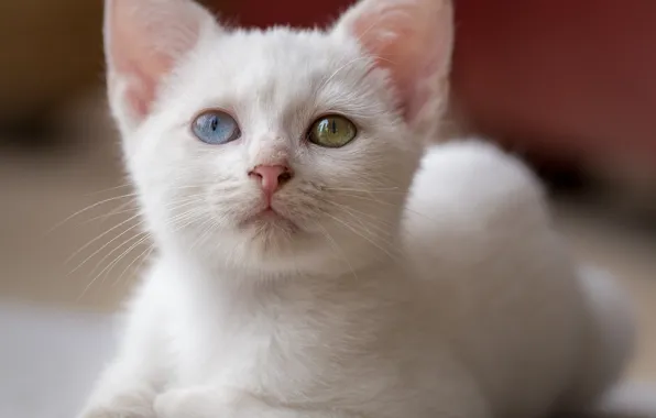 Cat, white, look, portrait, kitty