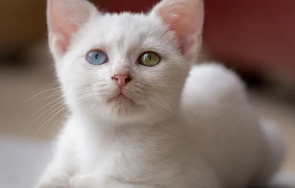 Picture cat, white, look, portrait, kitty