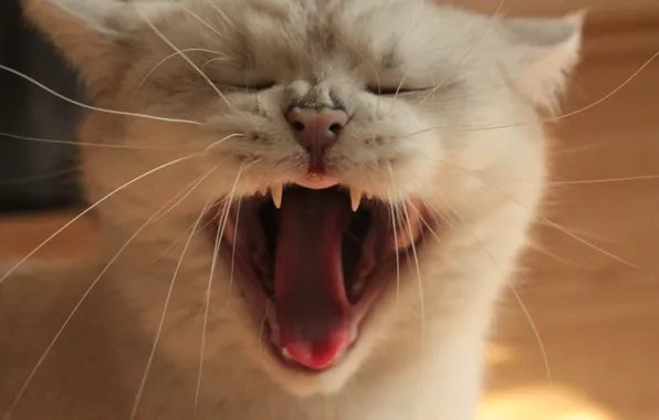 Picture white, cat, the sun, animal, day, yawns, nyasha