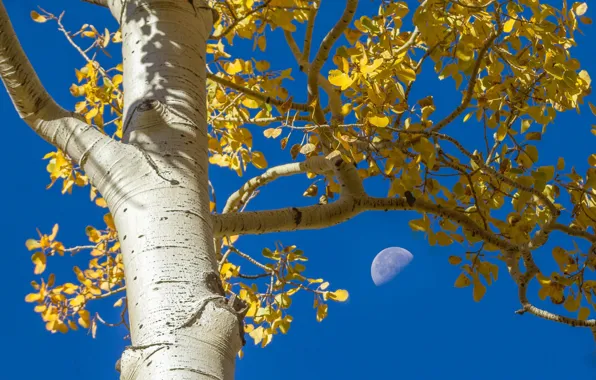 Autumn, the sky, leaves, tree, The moon, aspen