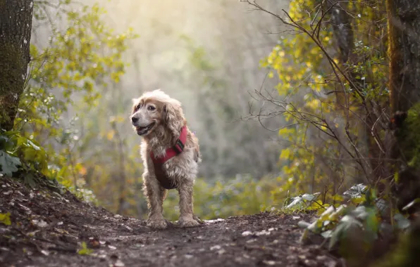 Picture autumn, forest, trees, fog, mood, dog, path, bokeh
