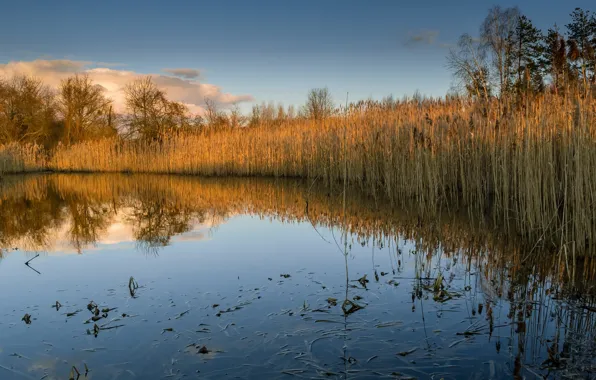 Nature, lake, reed