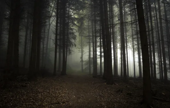 Picture forest, trees, nature, fog, Germany, path, North Rhine-Westphalia, Rheinbach