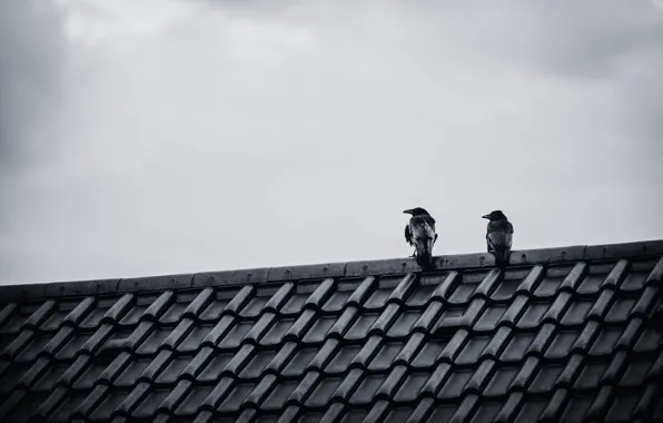Picture roof, the sky, birds