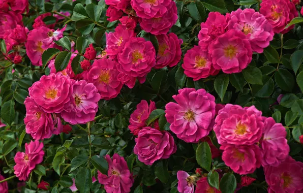 Picture roses, a lot, rose Bush
