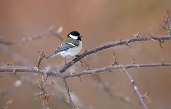 Picture macro, bird, tit