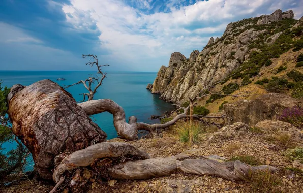 Sea, clouds, trees, branches, roots, blue, rocks, blue