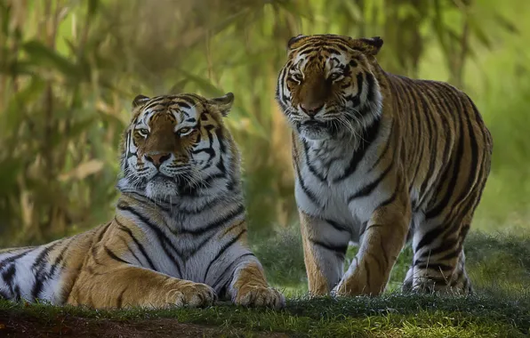 A couple, tigers, wild cat