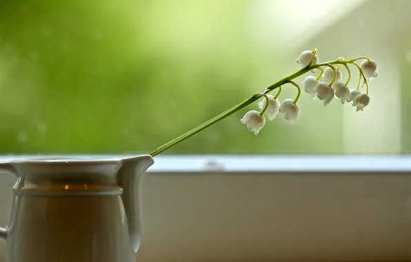 Glass, light, flowers, spring, window, pitcher, white, still life