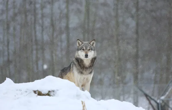 Winter, forest, snow, wolf, predator
