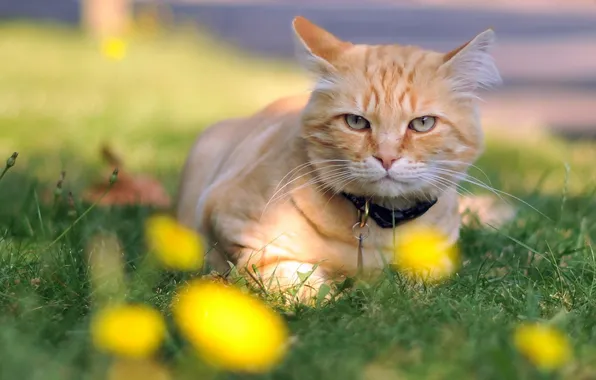 Cat, look, background