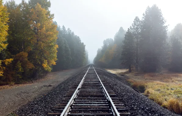 Road, autumn, fog