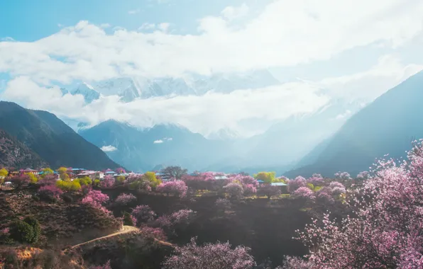 Trees, mountains, fog, spring, morning, Sakura, Asia, haze