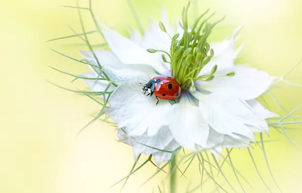 White, summer, macro, flowers, red, background, ladybug, beetle