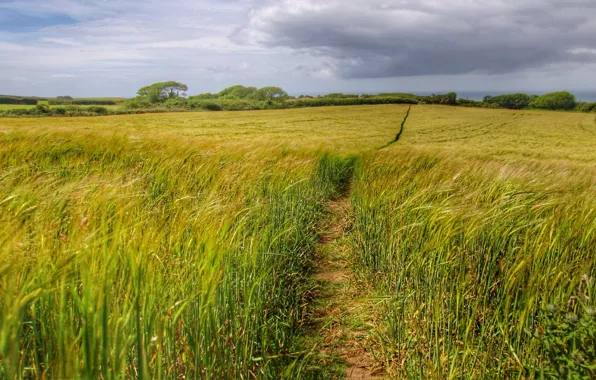 Field, the sky, clouds, nature