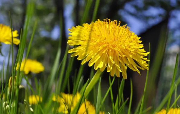Grass, yellow, dandelion