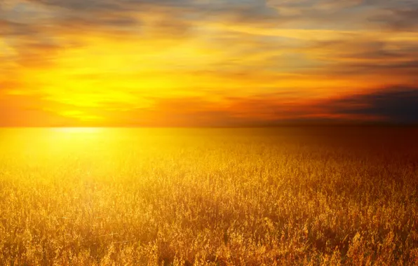 Picture wheat, the sun, nature, landscapes, wheat fields, wheat field