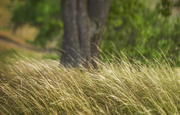 Picture field, grass, trees