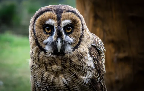 Look, owl, bird, bokeh