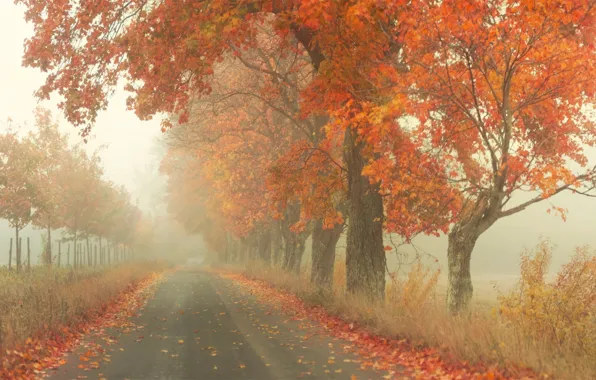 Road, autumn, trees, fog, foliage, by Robin de Blanche, Red Road