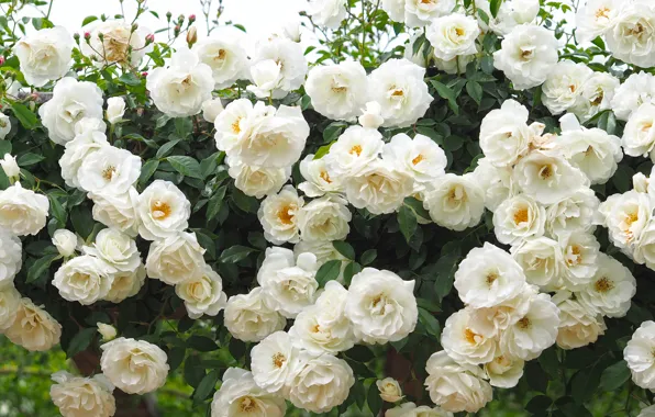 Roses, white roses, rose Bush
