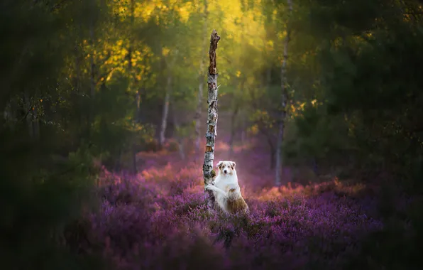 Greens, forest, summer, look, rays, light, trees, flowers