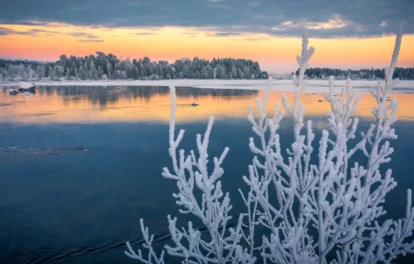 Frost, autumn, branches, lake, Sweden, Sweden, frost, Lapland