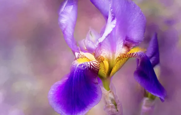 Flower, purple, macro, lilac, treatment, blur, petals, blur