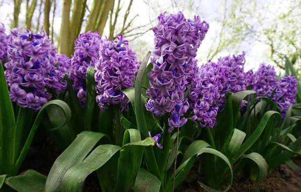 Picture leaves, macro, flowers, spring, flowerbed, lilac, hyacinths