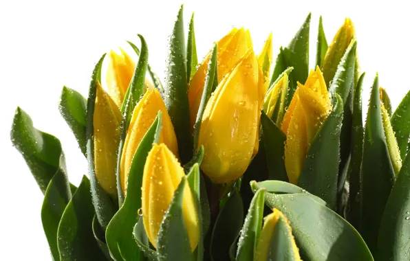 Picture leaves, drops, stems, tulips, buds