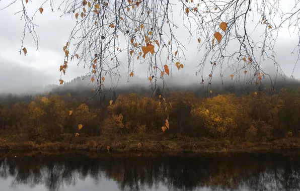 Autumn, forest, the sky, leaves, trees, branches, nature, fog