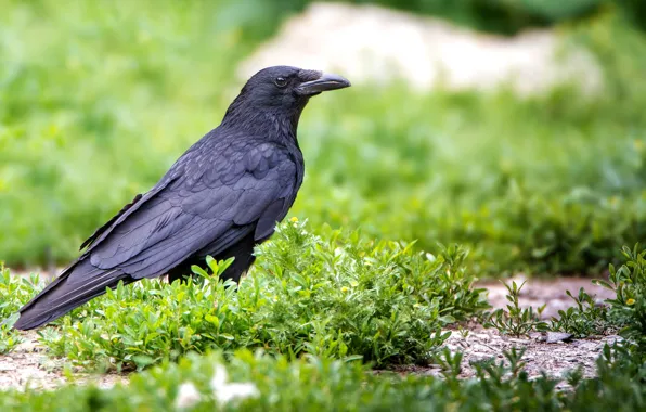 Grass, bird, Raven