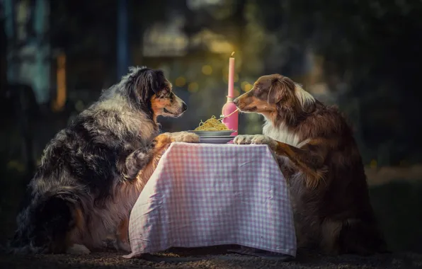 Animals, dogs, table, candle, pair, plates, spaghetti, bokeh