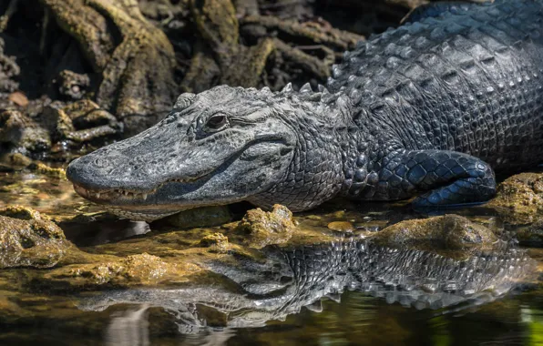 Picture nature, crocodile, Aligator