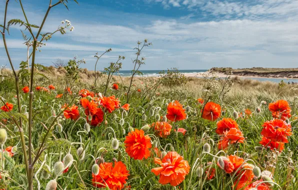 Picture sea, the sky, grass, the sun, clouds, flowers, coast, England