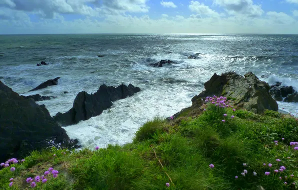 Picture sea, the sky, grass, clouds, flowers, rocks, plants