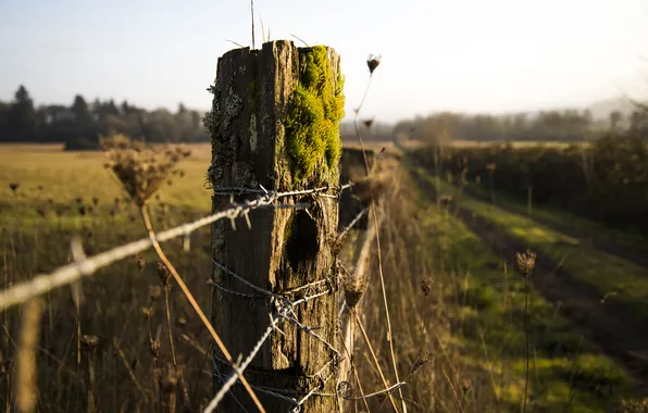 Nature, moss, focus, post, barbed wire