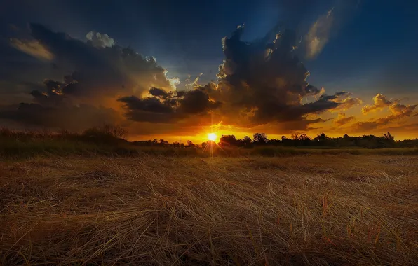 Wheat, field, summer, sunset, nature